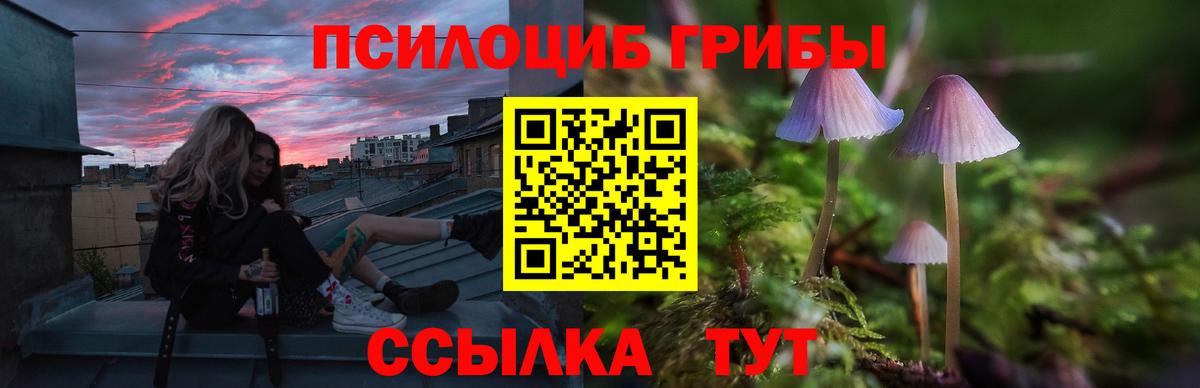 Сызрань  Псилоцибиновые грибы Psilocybe  Вход с VPN 